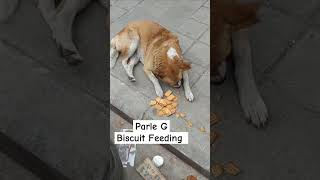 Parle g Biscuit Feeding parlegbiscuits dogs streetdog doglovers shorts dogsafety [upl. by Eittam]