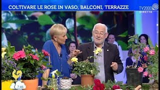 Curare e potare le rose i consigli di Carlo Pagani [upl. by Claman174]