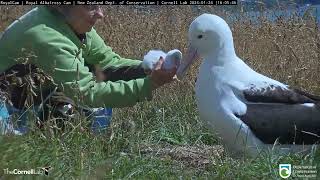 Royal Albatross Hatchling Gets A Weight Check From Rangers In New Zealand  DOC  Cornell Lab [upl. by Ylrak]