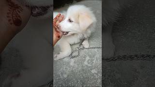 Indian Spitz Dogytshortsviralreelscutebubu3month ka Puppy subscribe likeviewAsima5412 [upl. by Erej704]