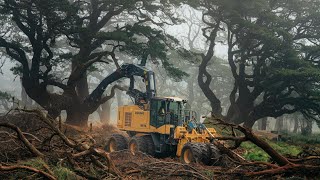 Extreme Dangerous Fastest Feller Buncher Tree Cutting Machine  Mega Timber Removal [upl. by Eojyllib618]