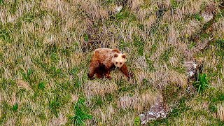 Un ours des Pyrénées émotion indescriptible [upl. by Abrams]