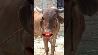 khana lao re fanni cow video 🤪🤪🤪 shortsvideo cow goatcomedy comedyfilms bull junglecomedy [upl. by Dowling]