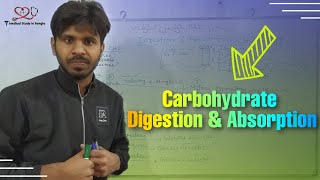 Carbohydrate digestion amp absorption in bangla [upl. by Enilesoj878]