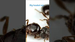 Big headed ants [upl. by Tullus]