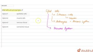 Glial cells are an exarnplo of [upl. by Jone]