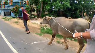 গরুমহিষের হাট to বাড়ি । EidUlAdha 2024 🐃  Chittagong  Asif Khan Sunny [upl. by Lorinda]