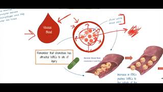 Inflammation Chemotaxis to Diapedesis [upl. by Piero]