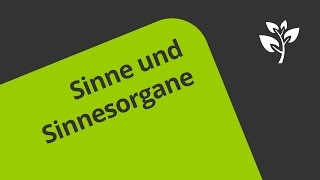 Sinnesorgane und Sinne beim Menschen  Biologie  Humanbiologie [upl. by Ayekan389]