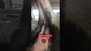 blood sampling from coccygeal artery  one person blood sampling bloodsample coccygeal cow tail [upl. by Tipton]