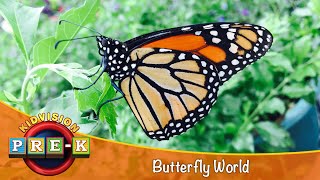 Butterfly World  Virtual Field Trip  KidVision PreK [upl. by Girhiny]