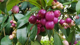 Lilly Pilly or Monkey Apple Syzygium  Acmena smithii [upl. by Lanos]