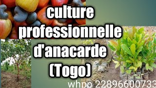 Culture professionnelle danacarde Togo [upl. by Micaela]