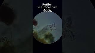 Rotifer vs Urocenrum [upl. by Nwahsad]