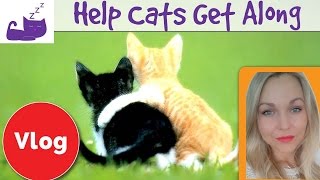 How to help your cats to get along 🐱 Reintroduction technique for cats 🐱 [upl. by Naresh819]