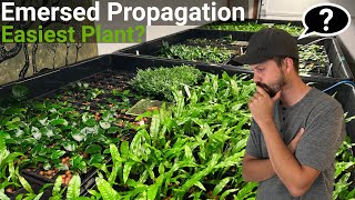 How To Propagate The EASIEST Aquarium Plant Emersed FAST [upl. by Sylado]