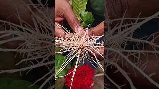 Ixora cutting  How to grow ixora [upl. by Aiasi286]