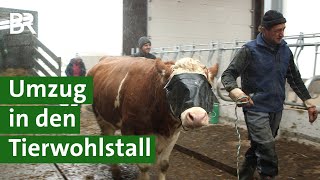 Mehr Tierwohl für Kühe Umzug von der Anbindehaltung in den Kompostierungsstall  Unser Land  BR [upl. by Uzziel]