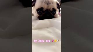 My baby dog shorts cute pets dog [upl. by Namar]