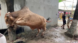 Big Cow Qurbani Bangladesh 2024 Part12 [upl. by Cousins]