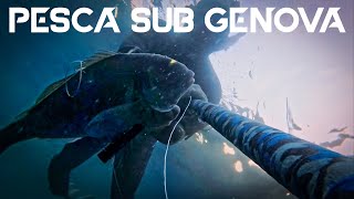 Pesca Sub Genova  Orata XXL 2020 [upl. by Margalit355]