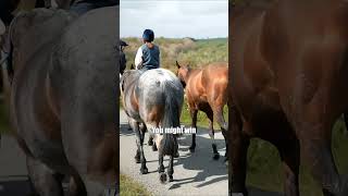 Harley Fat Bob VS Horse Which Has More Horsepower 🐴🤔 [upl. by Selwin257]