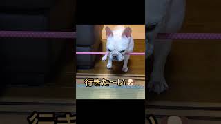 【盲目シニア犬ふうこ日記】結末が…🤣一歩上手のふうちゃん🐶盲目フレブル出禁笑えるです知恵比べ [upl. by Riancho]