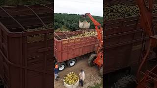 Lifting oranges onto truck process 🍊 [upl. by Samul848]