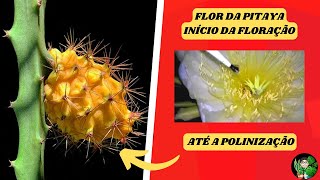 PITAYA  FLORAÇÃO E POLINIZAÇÃO [upl. by Casimir774]