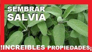 SEMBRAR SALVIA INCREIBLES PROPIEDADES ¿PARA QUE SIRVE LA SALVIA  VIVIR EN EL CAMPO [upl. by Nnaecyoj868]