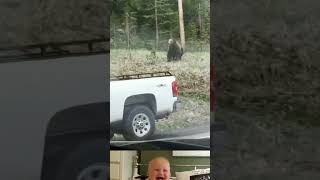 Aggressive Bear Attack On Police 😱  Animal Funny Video  shorts youtubeshorts [upl. by Evod]