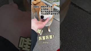 Recall dog training（part 2） shorts dog しばいぬ ShibaInu [upl. by Nuahsyar556]