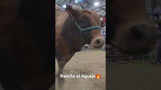 Rancho el Aguaje🔥 explore viralvideo viralshort foryou fyp [upl. by Annawik544]