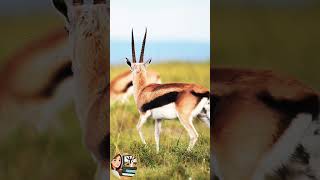 Lovely Moments of Thomsons Gazelle 📹 [upl. by Nirroc539]