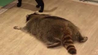 Fat raccoon plays with a cat [upl. by Marb]