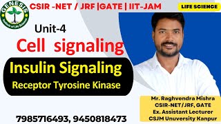 Receptor Tyrosine Kinase  Insulin Signaling  Cellular communication  L8 [upl. by Notsyrb]