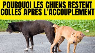 Pourquoi les Chiens Restent CoincésCollés Après L’accouplement  Noeud [upl. by Aissatsan12]