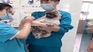 Dramatic Pug Dog Scream at Vet while Getting Nails Clipped [upl. by Moe529]