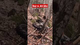 Bear vs dirt bike rider Who would win dirtbike motorcycle [upl. by Gipsy]