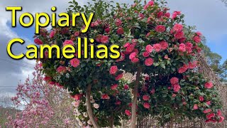 How To Prune Camellias into Topiary Balls  Japanese Niwake Style Cloud Pruning Tutorial [upl. by Aynna420]