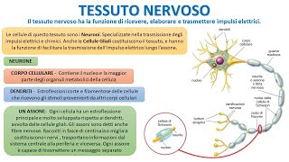 IL TESSUTO NERVOSO IN 4 MINUTI [upl. by Kubis897]