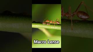 Macro Lenses Changed My Photography Game Overnight shortsfeed youtubeshorts malayalam shorts [upl. by Adriell790]