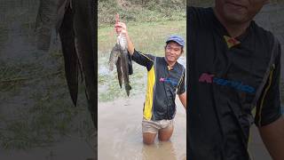 Catch fish During Flood catchandcook catchfishduringflood floodfishing [upl. by Ocirnor]