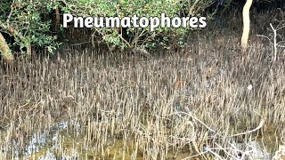 Pneumatophores  Breathing roots  Respiratory roots  Mangroves [upl. by Esilrac]