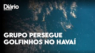 Grupo de pessoas é detido após perseguir golfinhos no Havaí [upl. by Eenalem]