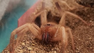 SolifugaeAZ Camel Spider Feeding Time [upl. by Essex105]