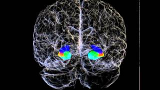 3D Hippocampus and Hippocampal Subfields of a Human Brain [upl. by Shandie]