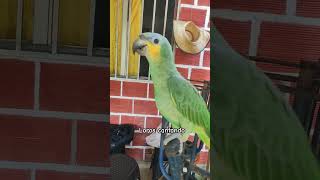 Loros cantando shorts comedyvideo aves músicacristiana [upl. by Pussej]