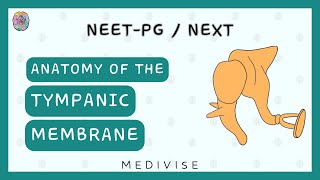 Anatomy of the Tympanic Membrane  Structure Function Innervation  NEETPG  NExT [upl. by Lela378]