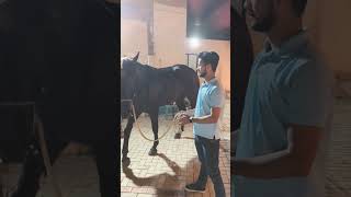 Horse Love everyone lofilounge explore remix treading viralvideo [upl. by Odla]